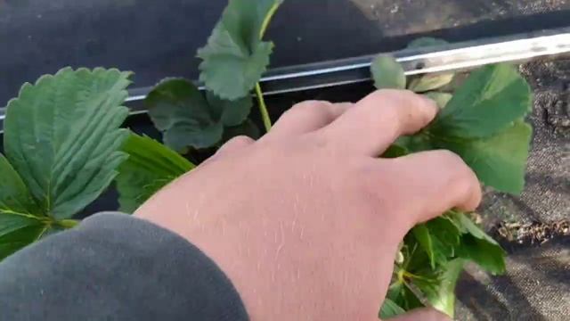 Укрытие клубники агроволкном. Нужно ли оно? смотреть онлайн