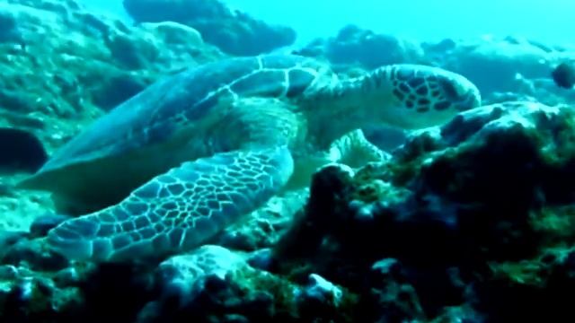 Reunion - Sea Turtle