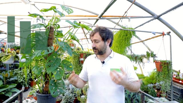 Monstera adansonii, la simpatica Monkey Mask! смотреть онлайн