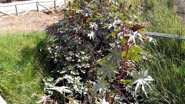 PLANTAS TÓXICAS 8: Higuera Infernal o Ricino (Ricinus communis) смотреть онлайн