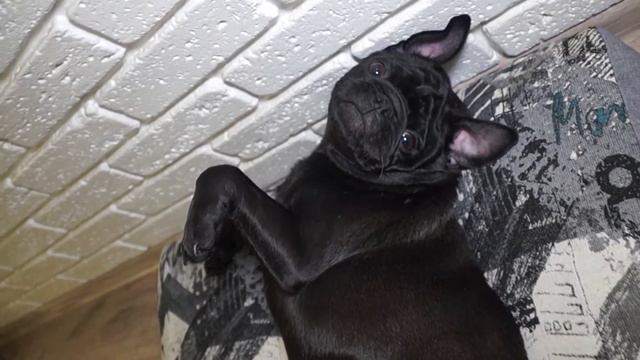 ПОРОДА СОБАКИ,О КОТОРОЙ ТЫ МЕЧТАЛ🥰Твоя жизнь обретёт смысл🙂 смотреть онлайн