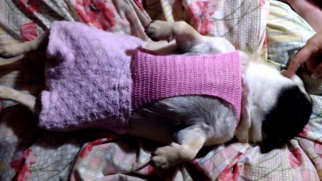 Мопс Боня спит =) смотреть онлайн