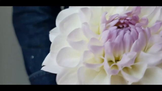 Корзинка с георгинами смотреть онлайн