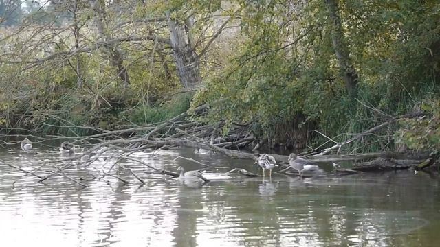 Externes Mikrofon Takstar SGC-698 & Lumix GH1 & 45-150 (Windschutz) смотреть онлайн