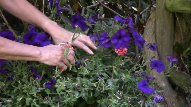 How to Properly Prune Petunia Baskets смотреть онлайн