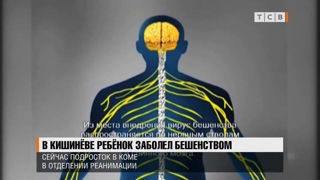 В Кишинёве ребенок заболел бешенством