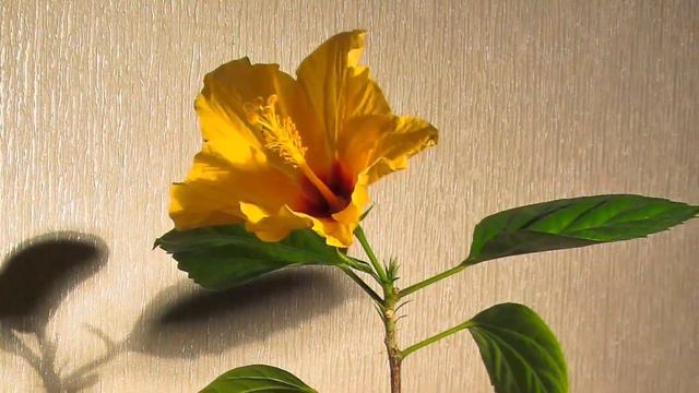 Китайская роза timelapse Chinese rose) смотреть онлайн