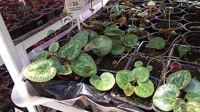 Выращивание Цикламена в Августе и Сентябре. Теплица с Цитрусовыми. смотреть онлайн