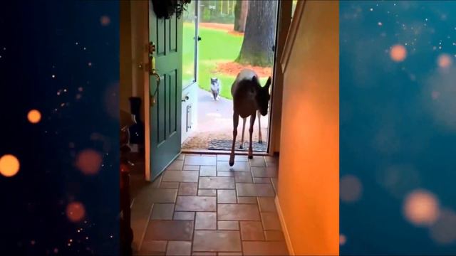 Собака вышла из леса с необычным ДРУГОМ! Вы только посмотрите на него! смотреть онлайн