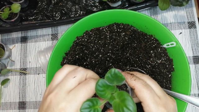 Перевалка діток у більші стаканчики. смотреть онлайн