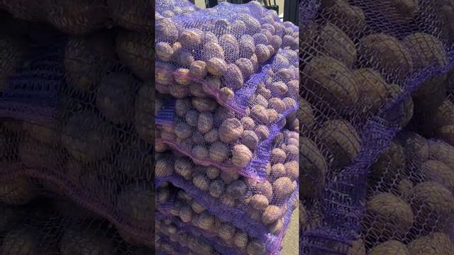 Картофель Коломбо урожай 2021 Брянск смотреть онлайн