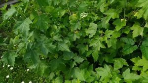 результаты борьбы с тлей и первый уличный урожай клубники