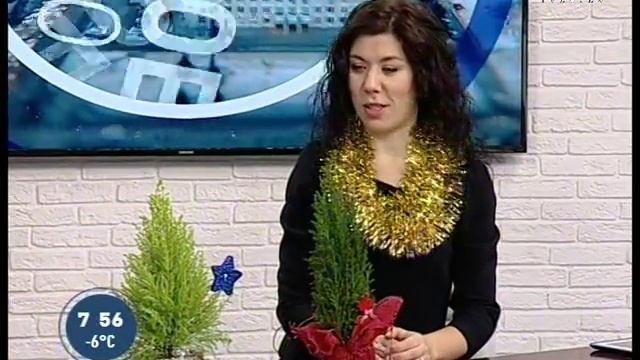 Советы ландшафтного дизайнера: хвойные растения для городской квартиры смотреть онлайн