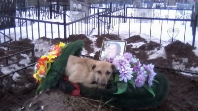 Собачья верность смотреть онлайн