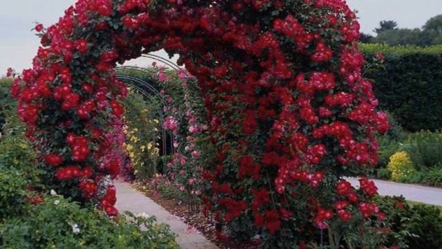 Amazing colourful Roses Garden смотреть онлайн