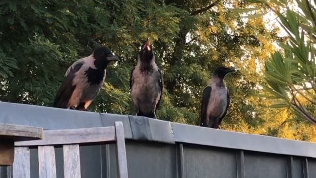 8 Facts About Hooded Crows смотреть онлайн