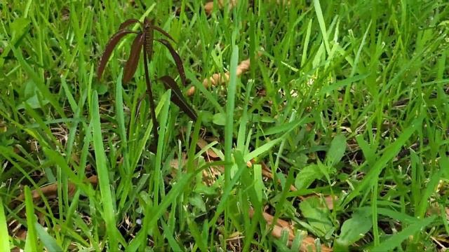 Easiest way to Grow Mango Tree from Seed смотреть онлайн