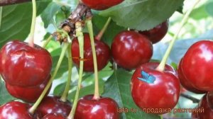 Вишня обыкновенная Тургеневка (turgenevka) ? обзор: как сажать, саженцы вишни Тургеневка