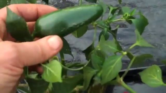 Telica Jalapeño смотреть онлайн