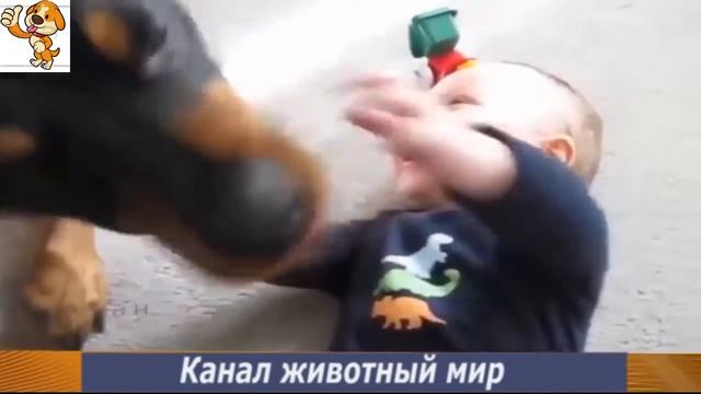 Приколы про животных с детьми Маленькие дети и собаки! Funny animal Смешно до слез. Cute dogs!.mp4 смотреть онлайн