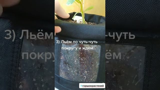 Гроубэг как правильно поливать растения в тканевом горшке смотреть онлайн