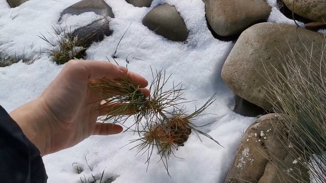 Сосна Станкевича (Пицундская) в Киевской области после зимовки 13 марта 2021 смотреть онлайн