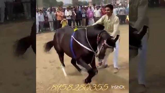 Танец лошадей смотреть онлайн