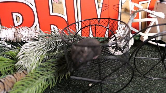 #ПРОДАЮ_хомяков_КЭМПБЕЛЛА Др 05/12/2022 самки и самцы Санкт - Петербург самовывоз +7 921 595 08 48