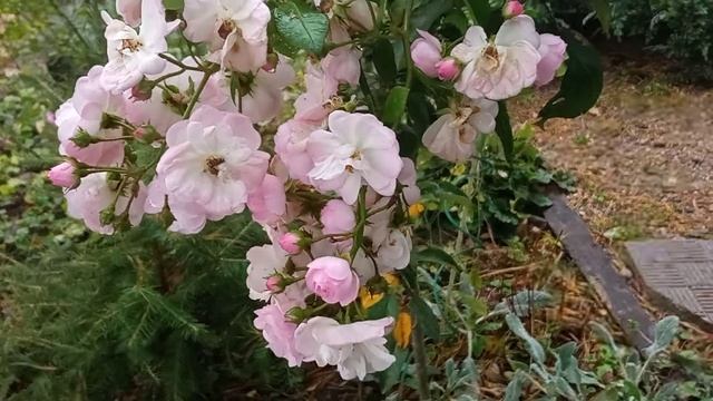 Вателоо. Мускусные гибриды роз. С добрым утрам друзья!!! смотреть онлайн