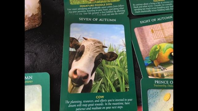 Tarot Deck Review: Animal Tarot Cards #Review #Tarot смотреть онлайн
