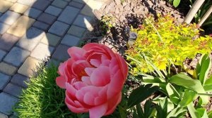 Пион травянистый Coral Charm, Корал Шарм, Корал Чарм. Первое цветение.