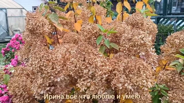 ГОРТЕНЗИИ. Резать или не резать соцветия осенью? смотреть онлайн