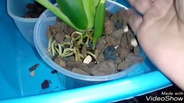 Зигопеталум Trozy Blue | ПОСАДКА ОРХИДЕИ смотреть онлайн