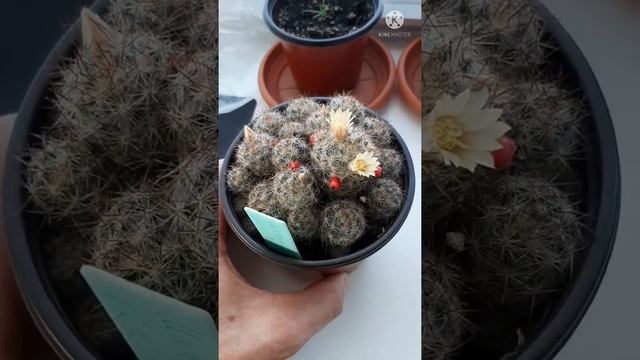 My mammillaria prolifera cactus in beautiful yellow bloom and seed pods. смотреть онлайн