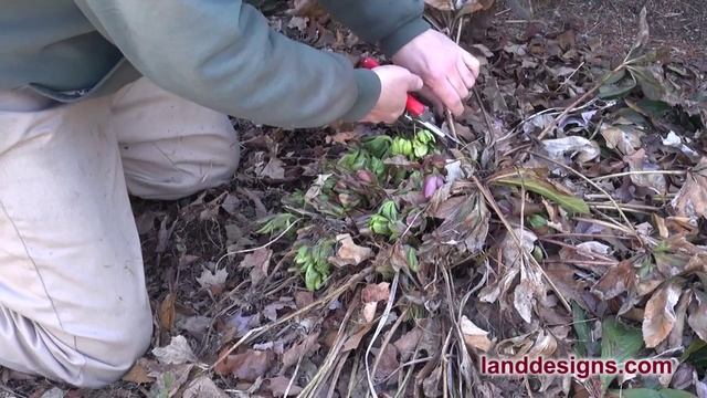 Lenten Rose Spring Care (Helleborus Spp.)