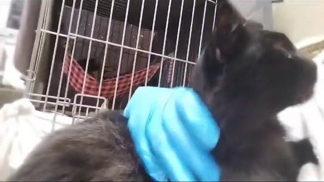 Москва и МО: Очень ласковый домашний котик Стасик ищет дом и доброе сердце смотреть онлайн