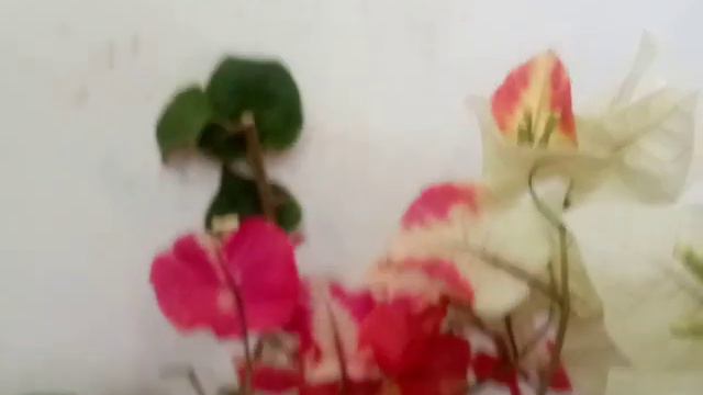 Bougainvillea-Chitra Monduring|Seasonal Flower But Lush|Lifeisbeαutiful