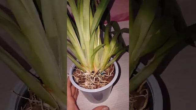 Обзор новой орхидеи Мильтонии.Первый полив мильтонии дома раствором фитоспорина. смотреть онлайн