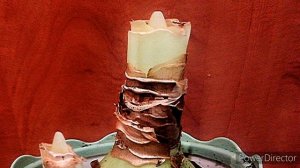 КАК РАЗБУДИТЬ ГИППЕАСТРУМ! Мой опыт ?/ Гиппеаструм домашний