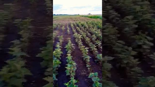 Алтей лекарственный 3_й год! (14 Червня) смотреть онлайн