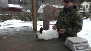 ВСЯ ПРАВДА О КРОЛИКАХ ВЫБИРАЕМ САМЦА ДЛЯ РАЗВЕДЕНИЯ КРОЛИКОВ Кролики уход и разведение