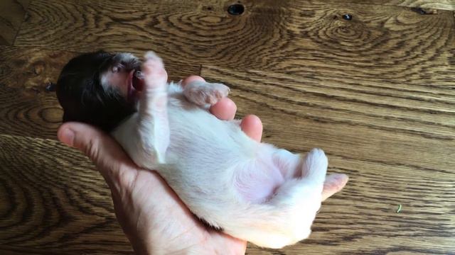 Little Miss Petunia - 1 Week Old Chocolate Havanese Puppy! смотреть онлайн