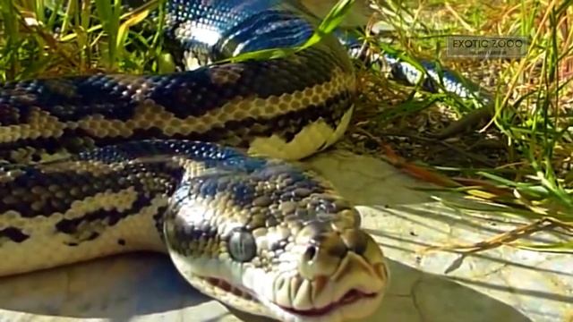 Python's mouth in close up? смотреть онлайн