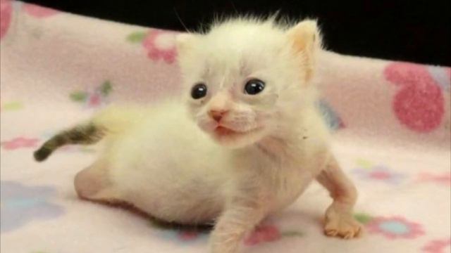 Котёнка с деформированными лапками подбросили к порогу приюта смотреть онлайн