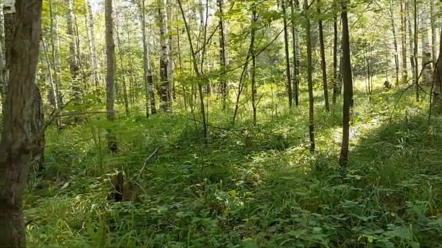 Белые грибы сами лезут в корзинку. 29.07.23 смотреть онлайн