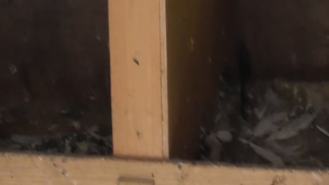 История 2-х чубых голубей от Гинжиханова Джамала в Махачкале! смотреть онлайн