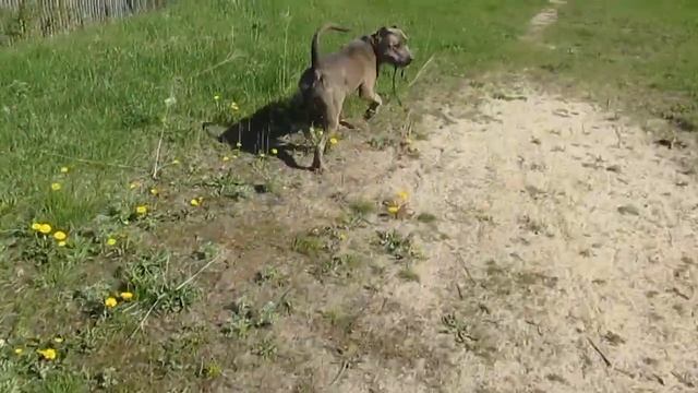 Питбуль | Pitbull | Хан | обыденность смотреть онлайн