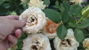 роза Пич Аваланж 2024 год.