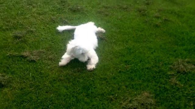 Copy Of Coton De Tulear Puppy
