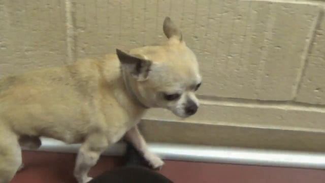 A Tiny Scared Tea Cup Chihuahua Needing Rescue By July 14th! смотреть онлайн